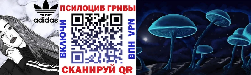 MEGA зеркало  Приморск  Галлюциногенные грибы Cubensis  закладка 